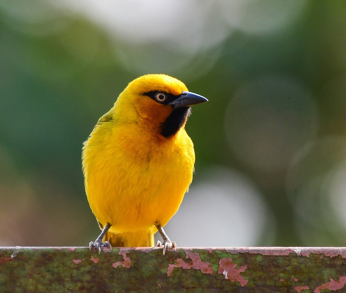 Spectacled Weaver - ML641859676