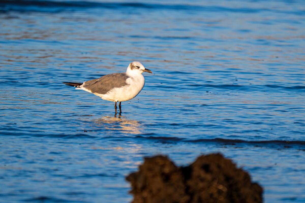 Laughing Gull - ML641859677