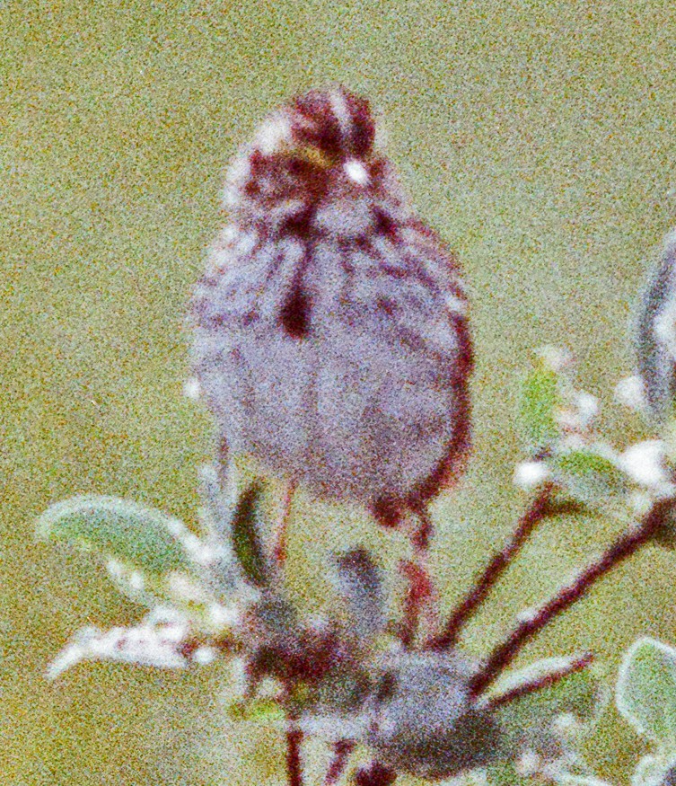 Savannah Sparrow - ML641859690