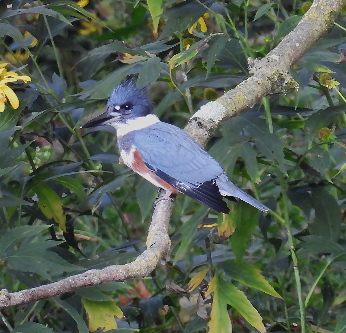 Belted Kingfisher - ML641859699