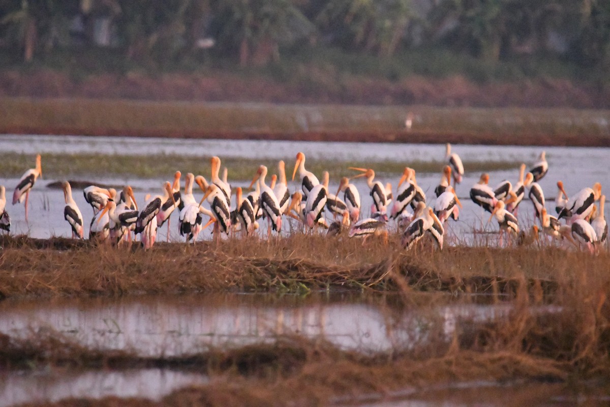 Painted Stork - ML641859714