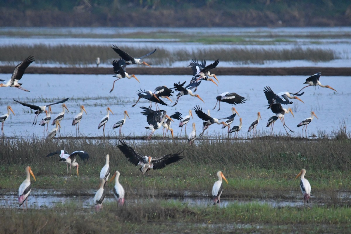 Painted Stork - ML641859718