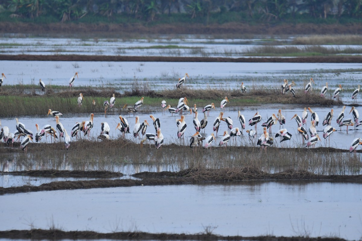 Painted Stork - ML641859719