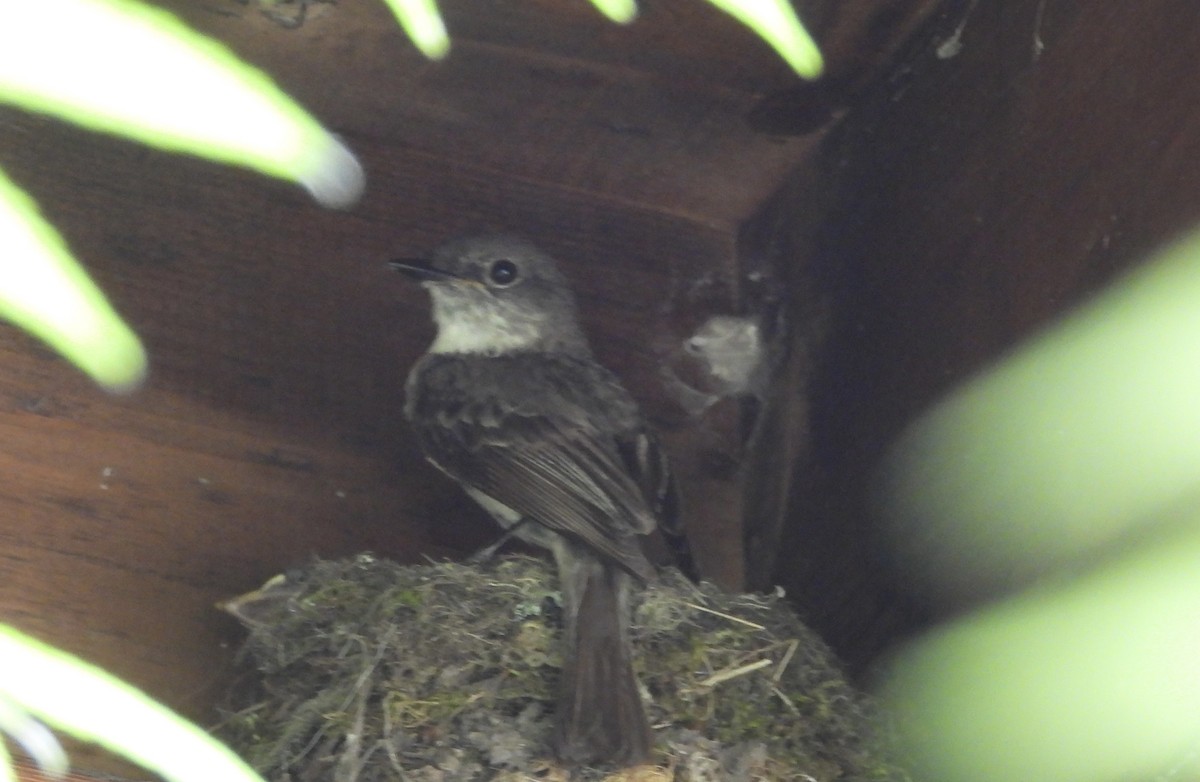 Eastern Phoebe - ML641859720