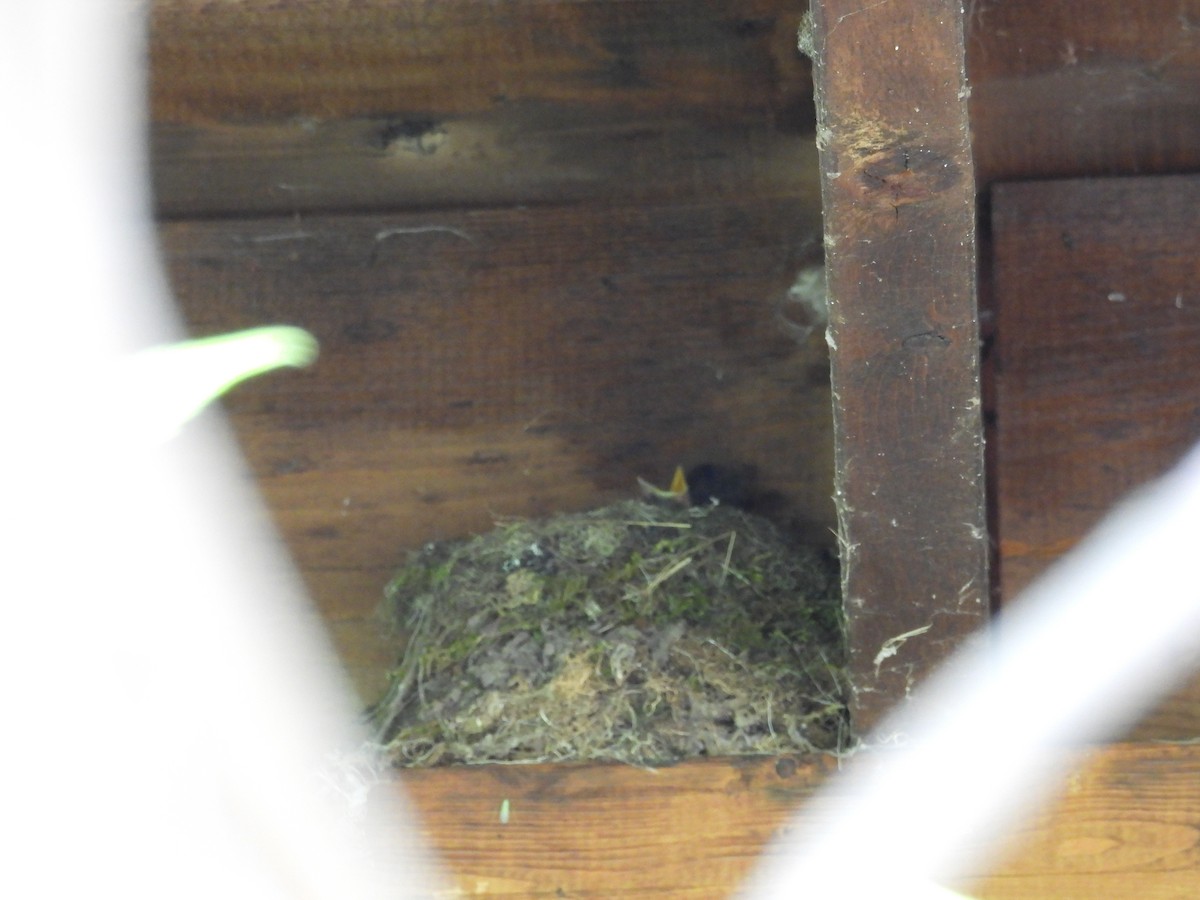 Eastern Phoebe - ML641859722