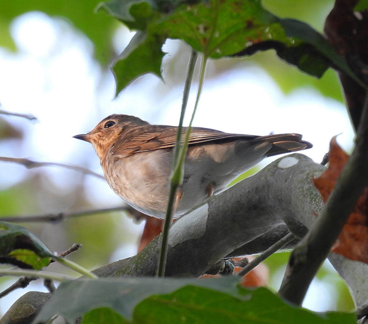 Swainson's Thrush - ML641859730