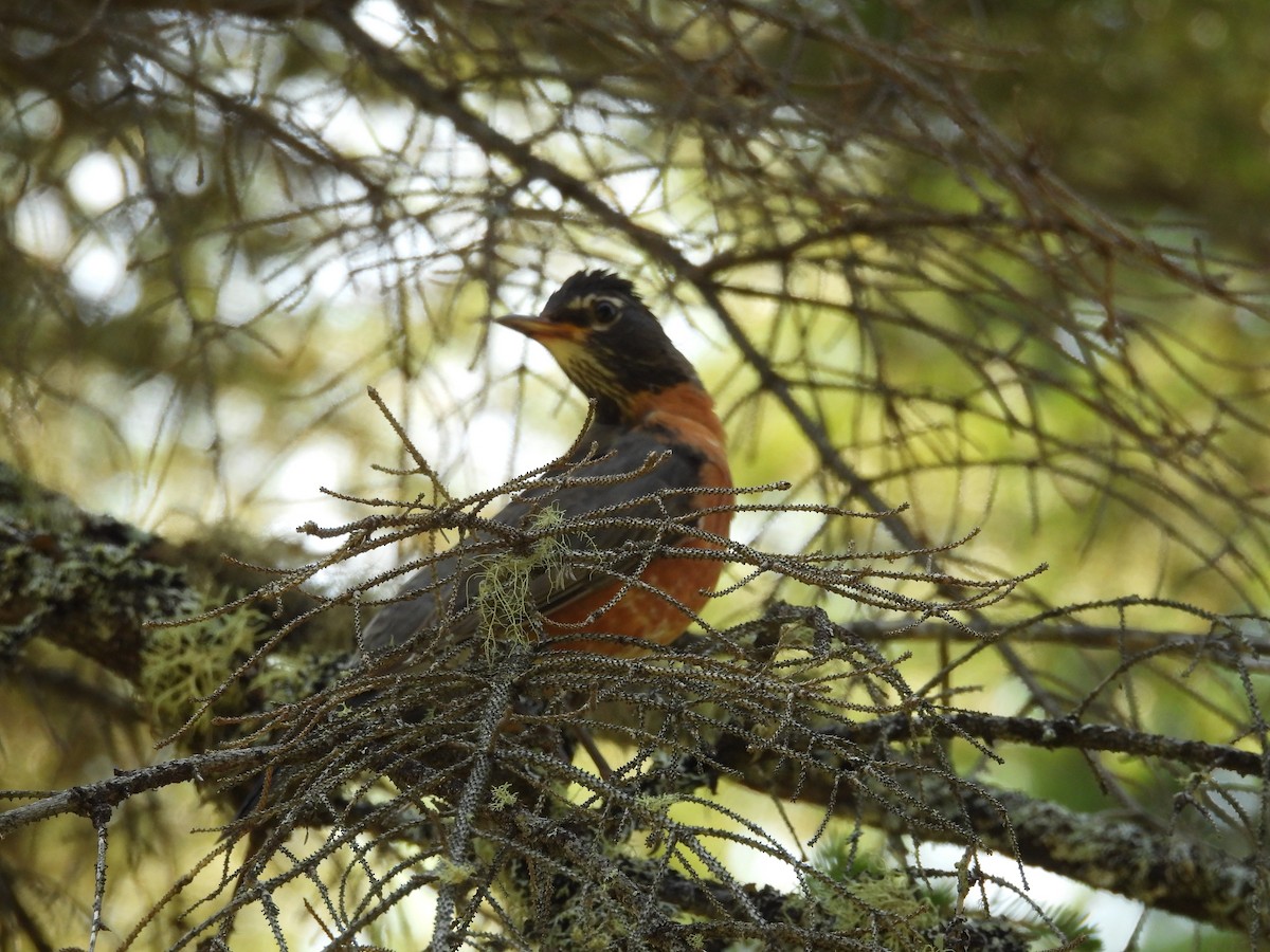 American Robin - ML641859734