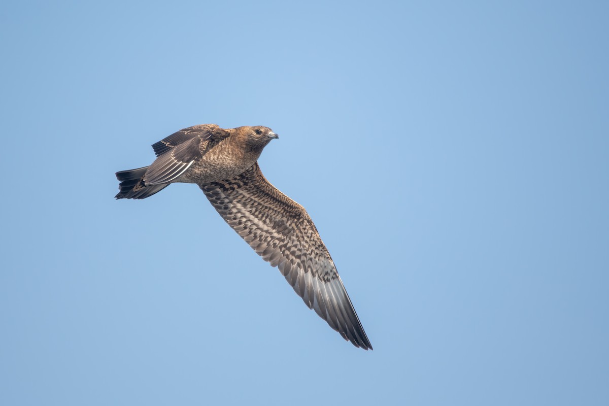 Parasitic Jaeger - ML641859740