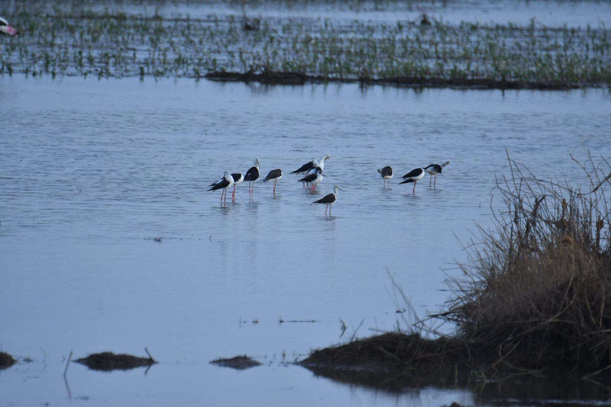 Black-winged Stilt - ML641859741