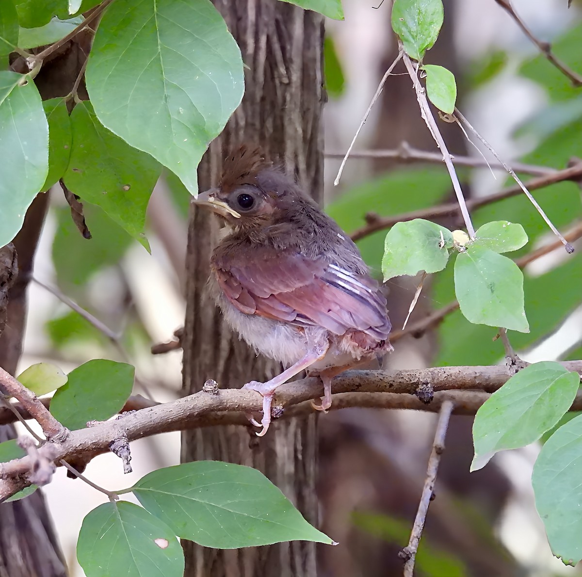 Northern Cardinal - ML641859763