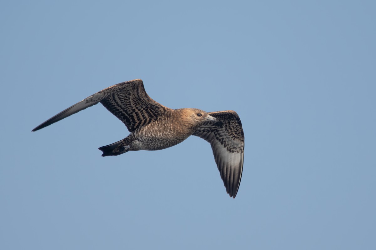 Parasitic Jaeger - ML641859768