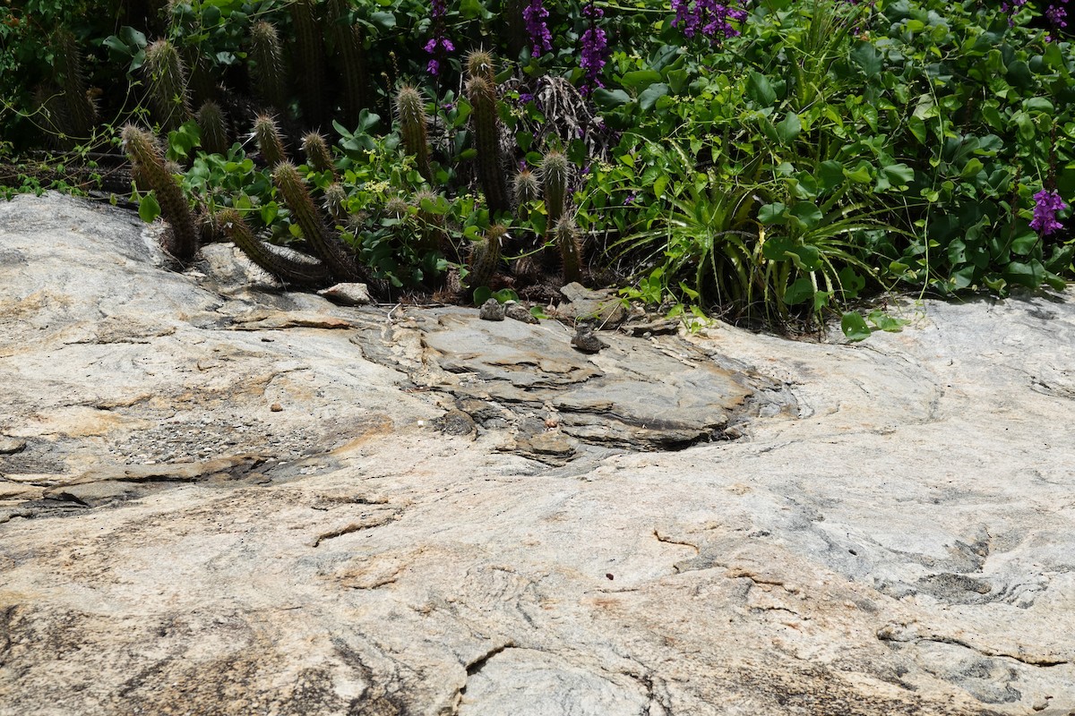 Pygmy Nightjar - ML641859775