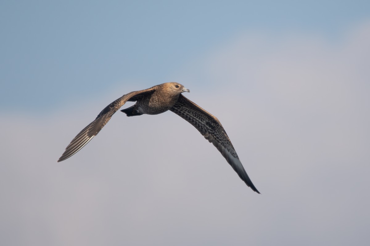 Parasitic Jaeger - ML641859777