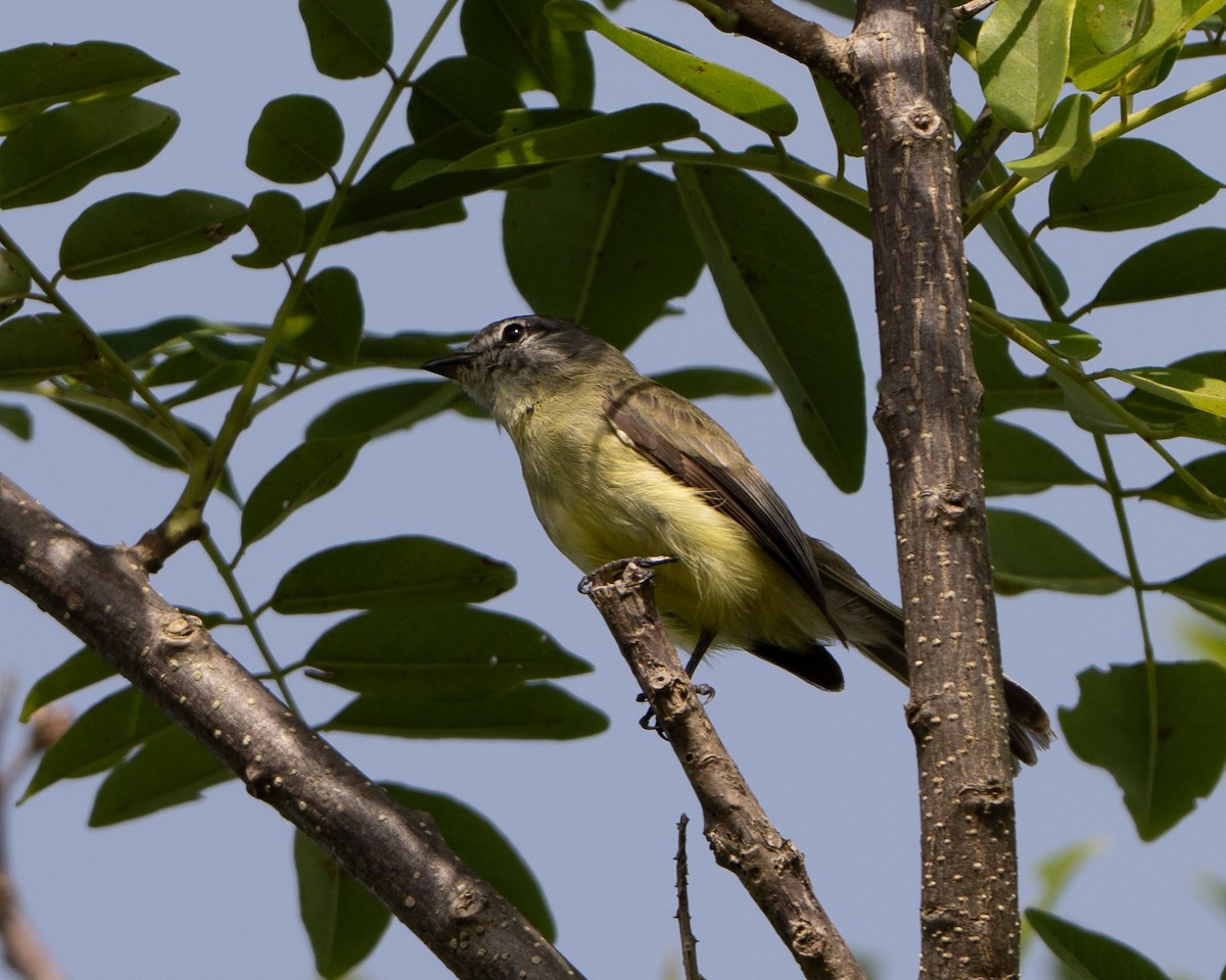 Sooty-headed Tyrannulet - ML641859786