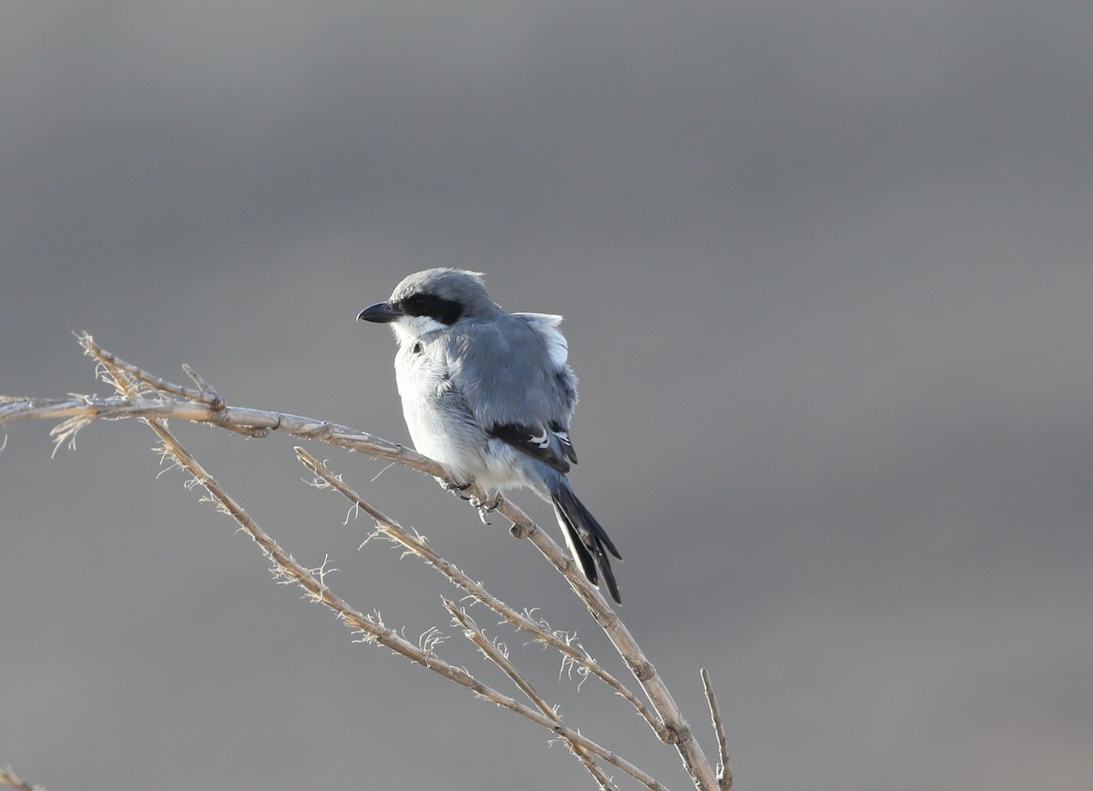 Great Gray Shrike - ML641859790