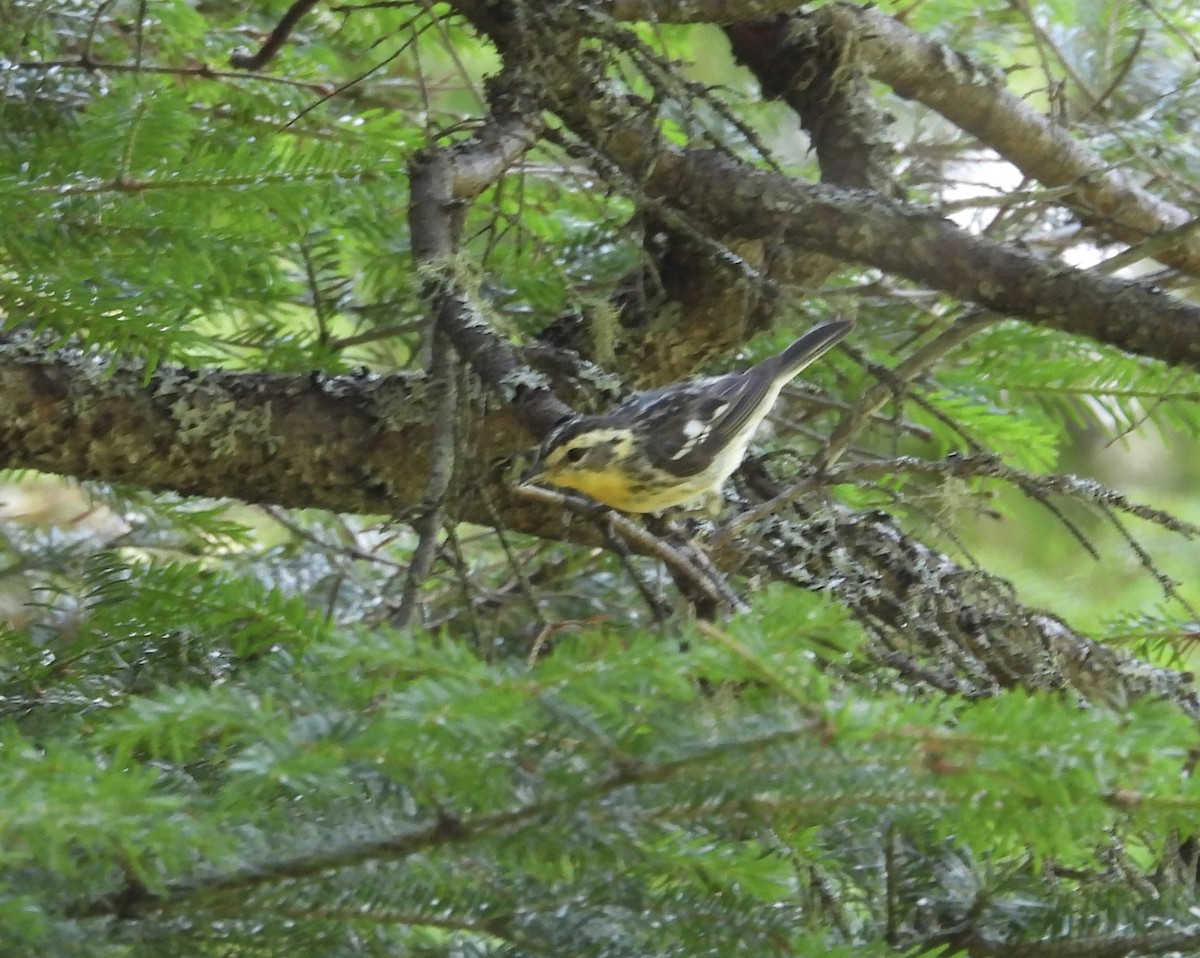 Blackburnian Warbler - ML641859795