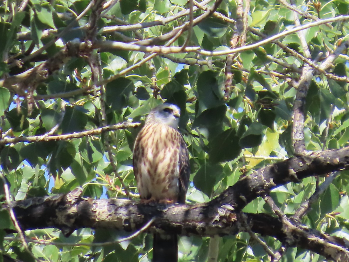 Mississippi Kite - ML641859797