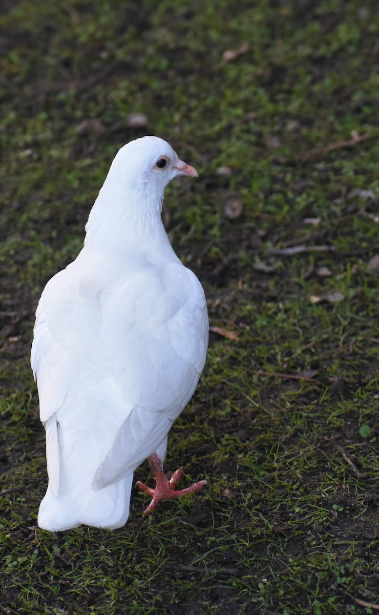 Rock Pigeon (Feral Pigeon) - ML641859798