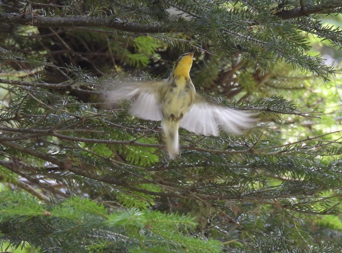 Blackburnian Warbler - ML641859800