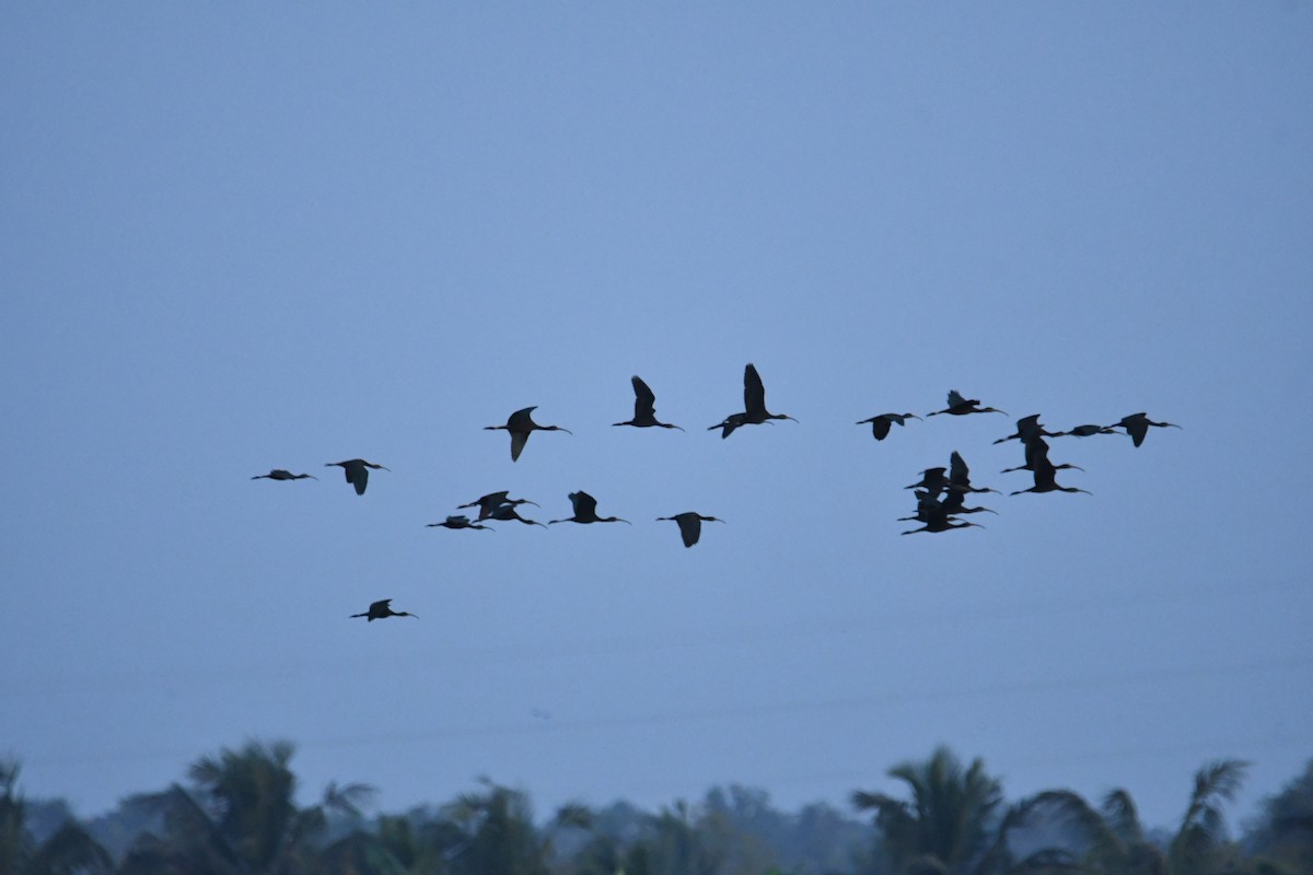 Glossy Ibis - ML641859801