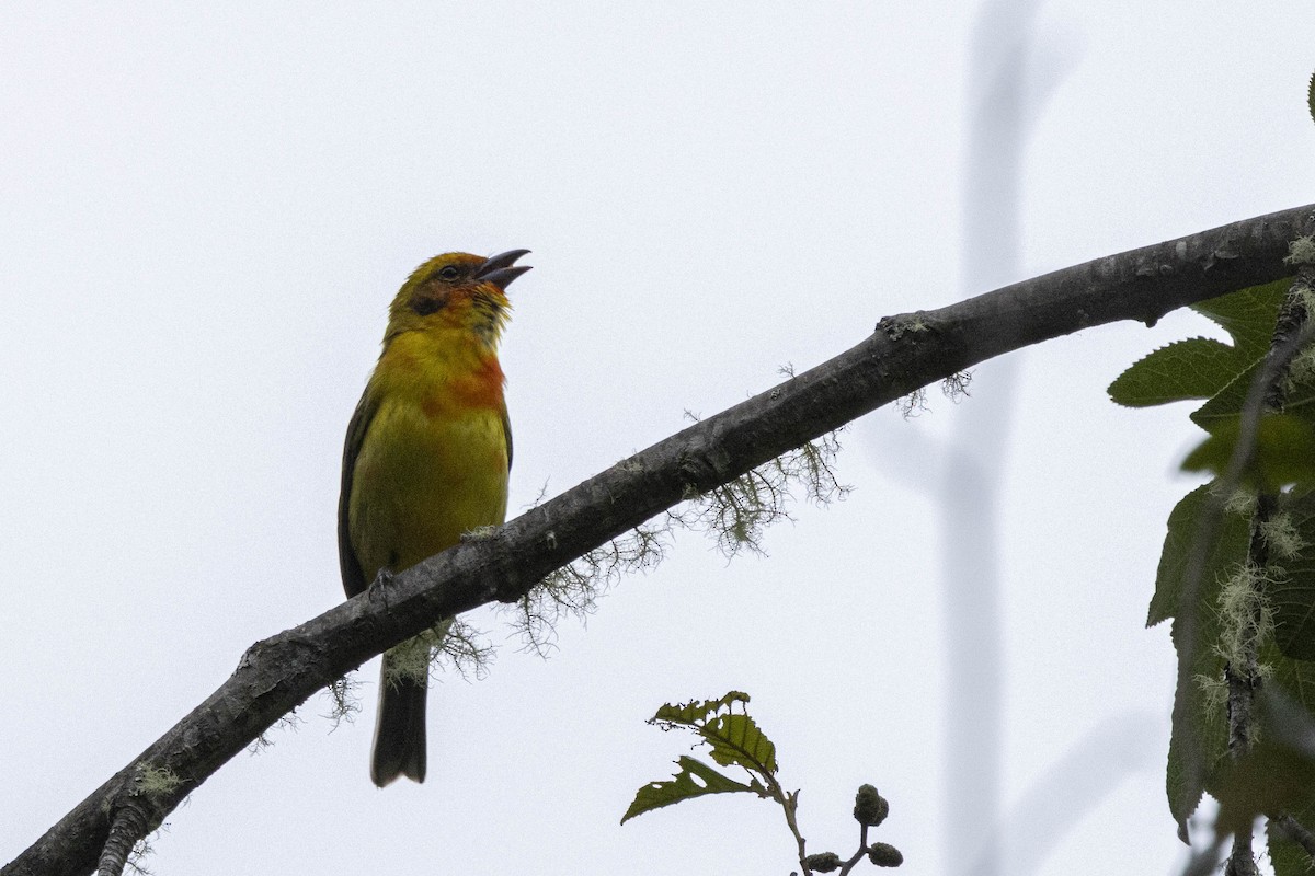 Flame-colored Tanager - ML641859802