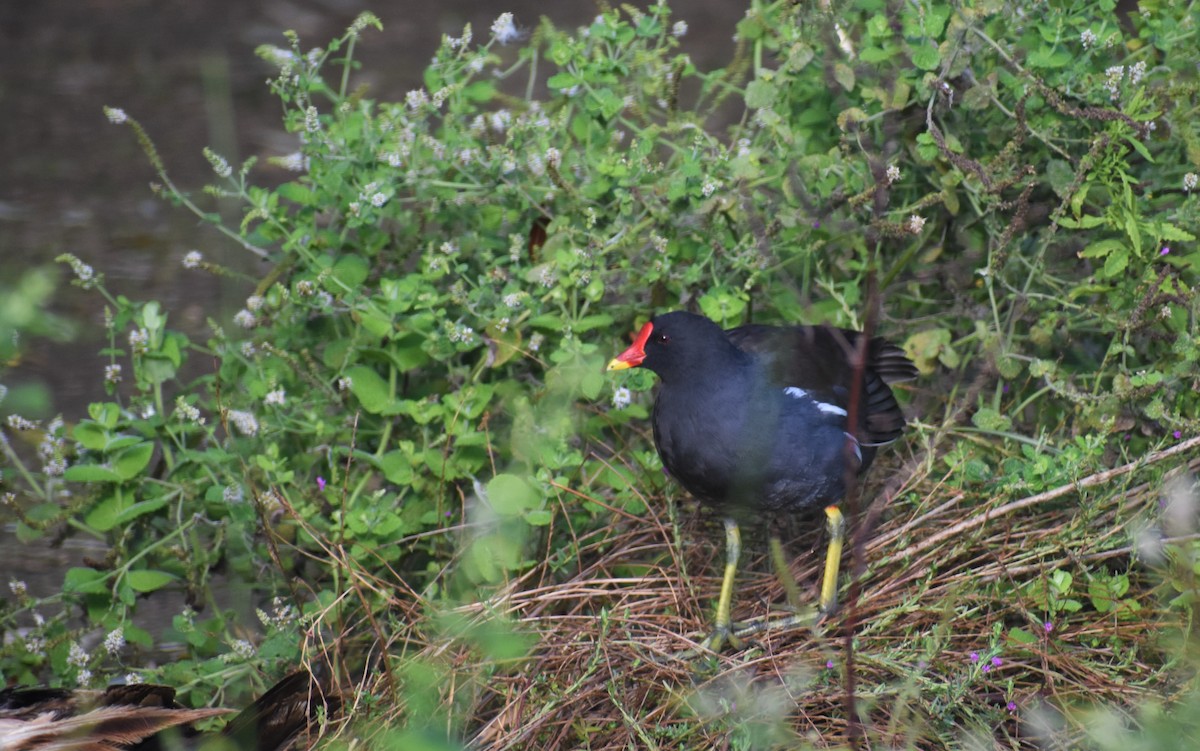 Eurasian Moorhen - ML641859819