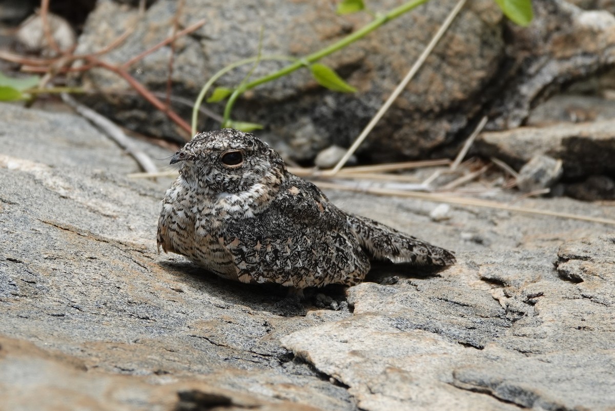Pygmy Nightjar - ML641859820