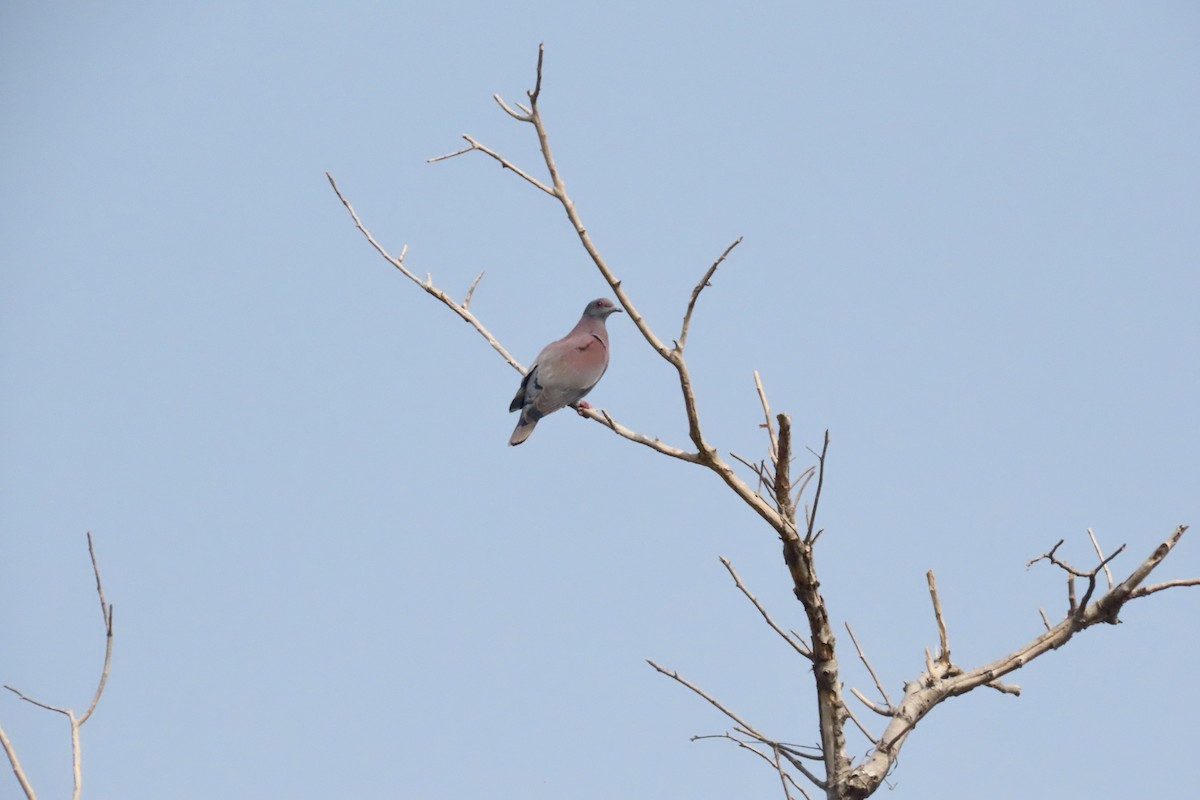 Pale-vented Pigeon - ML641859829
