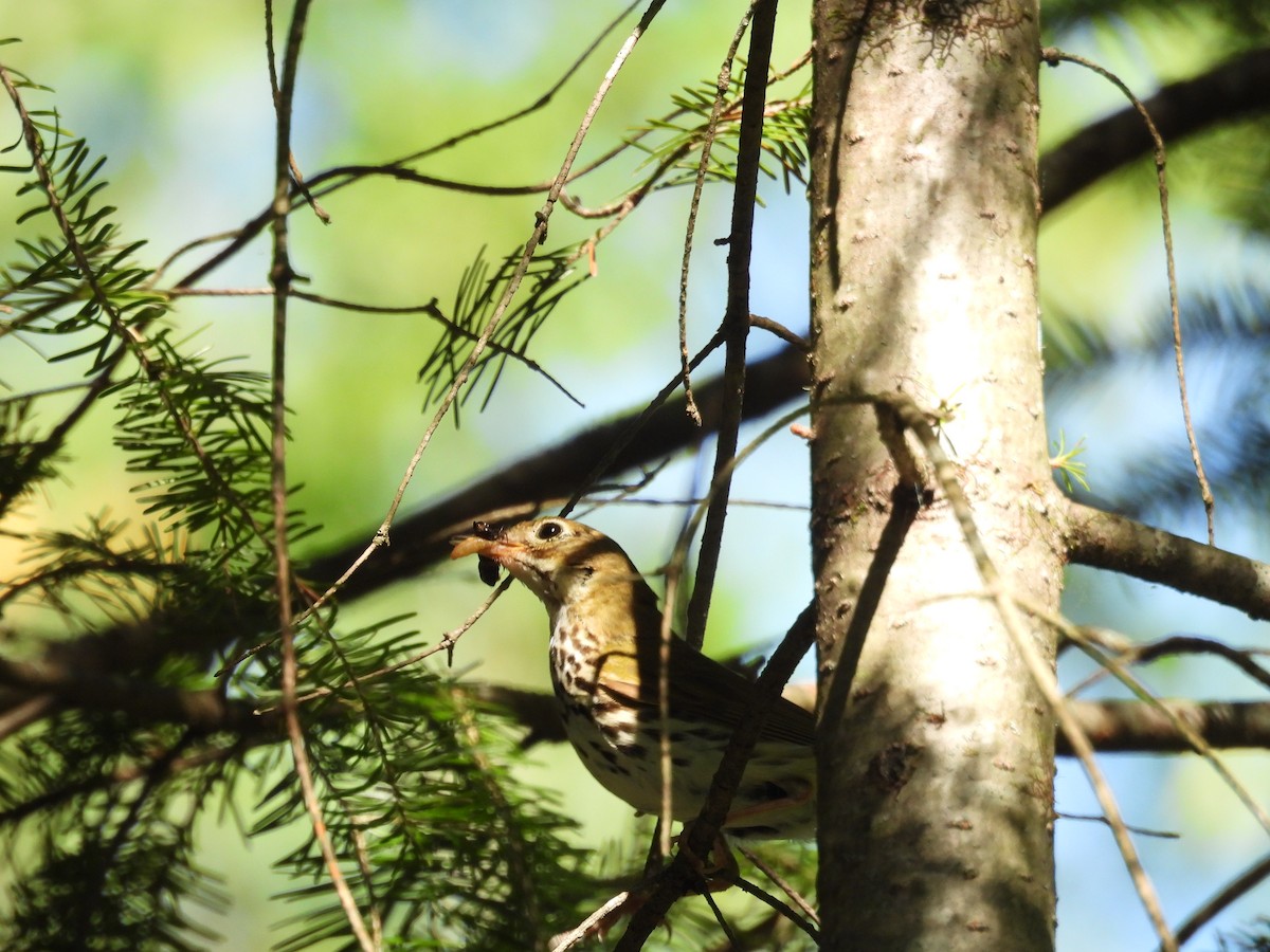 Ovenbird - ML641859830