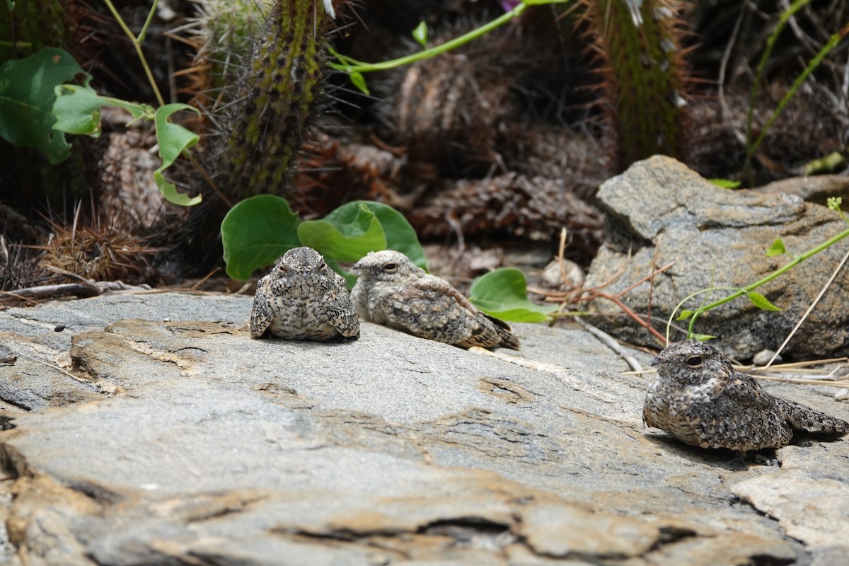 Pygmy Nightjar - ML641859833