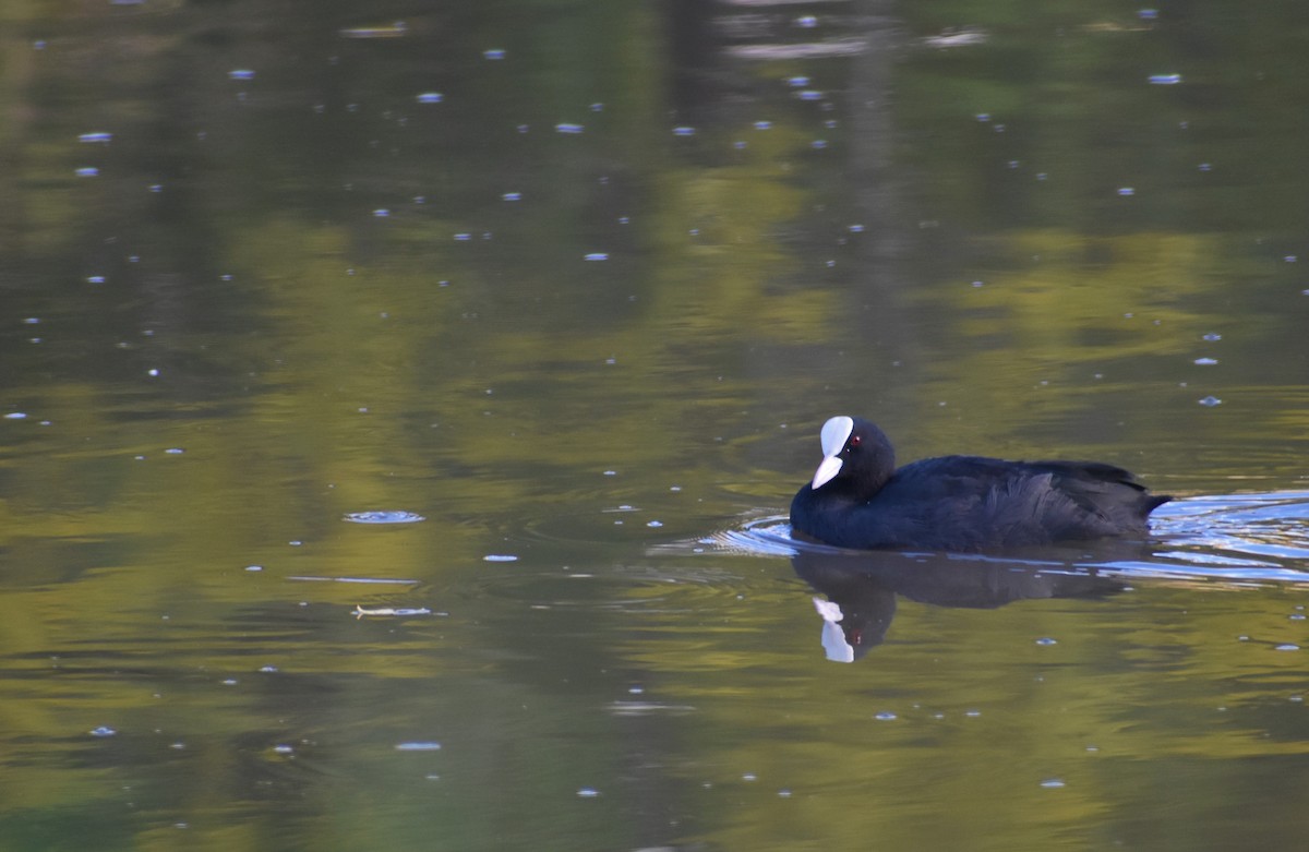 Eurasian Coot - ML641859834