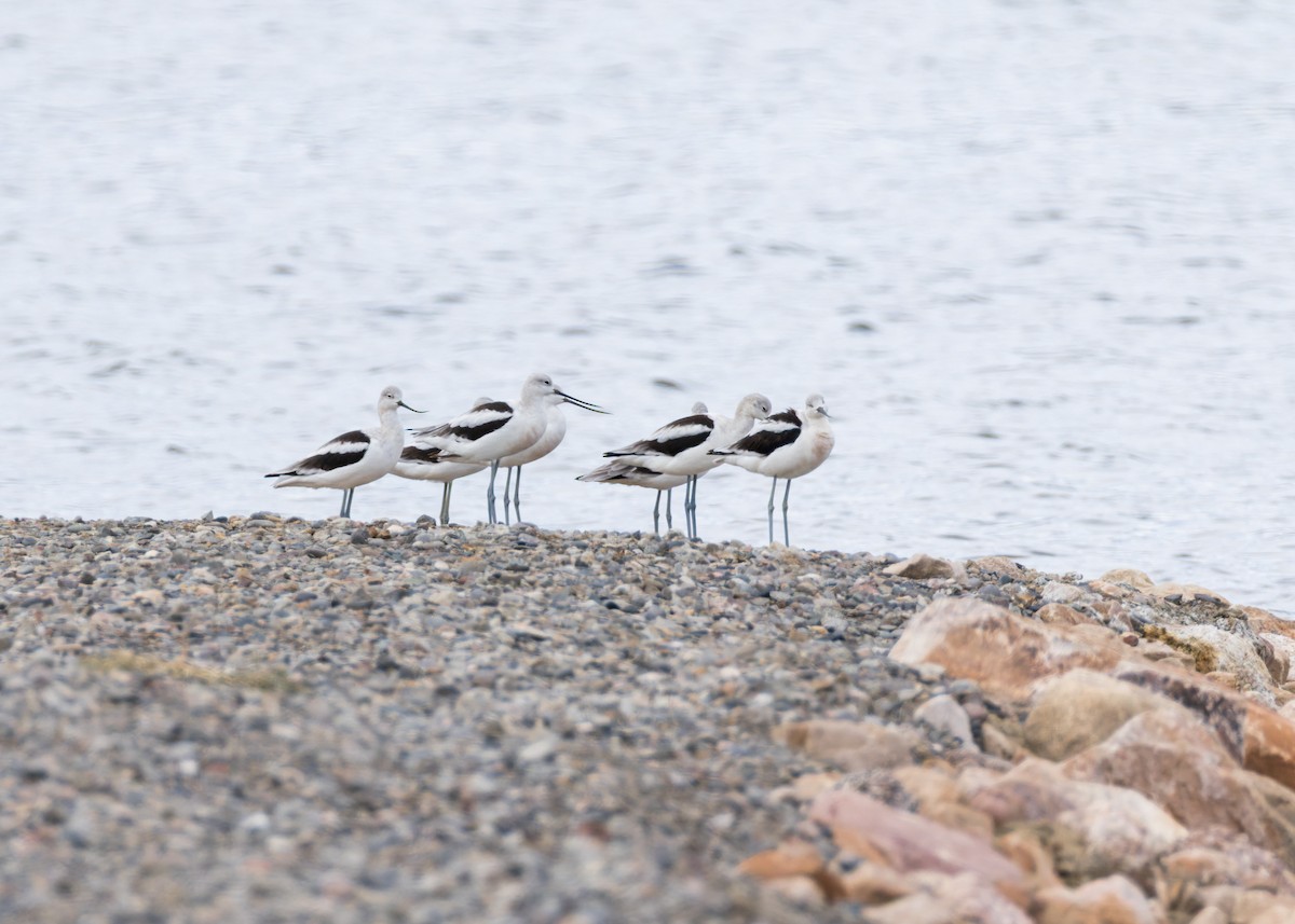 American Avocet - ML641859837