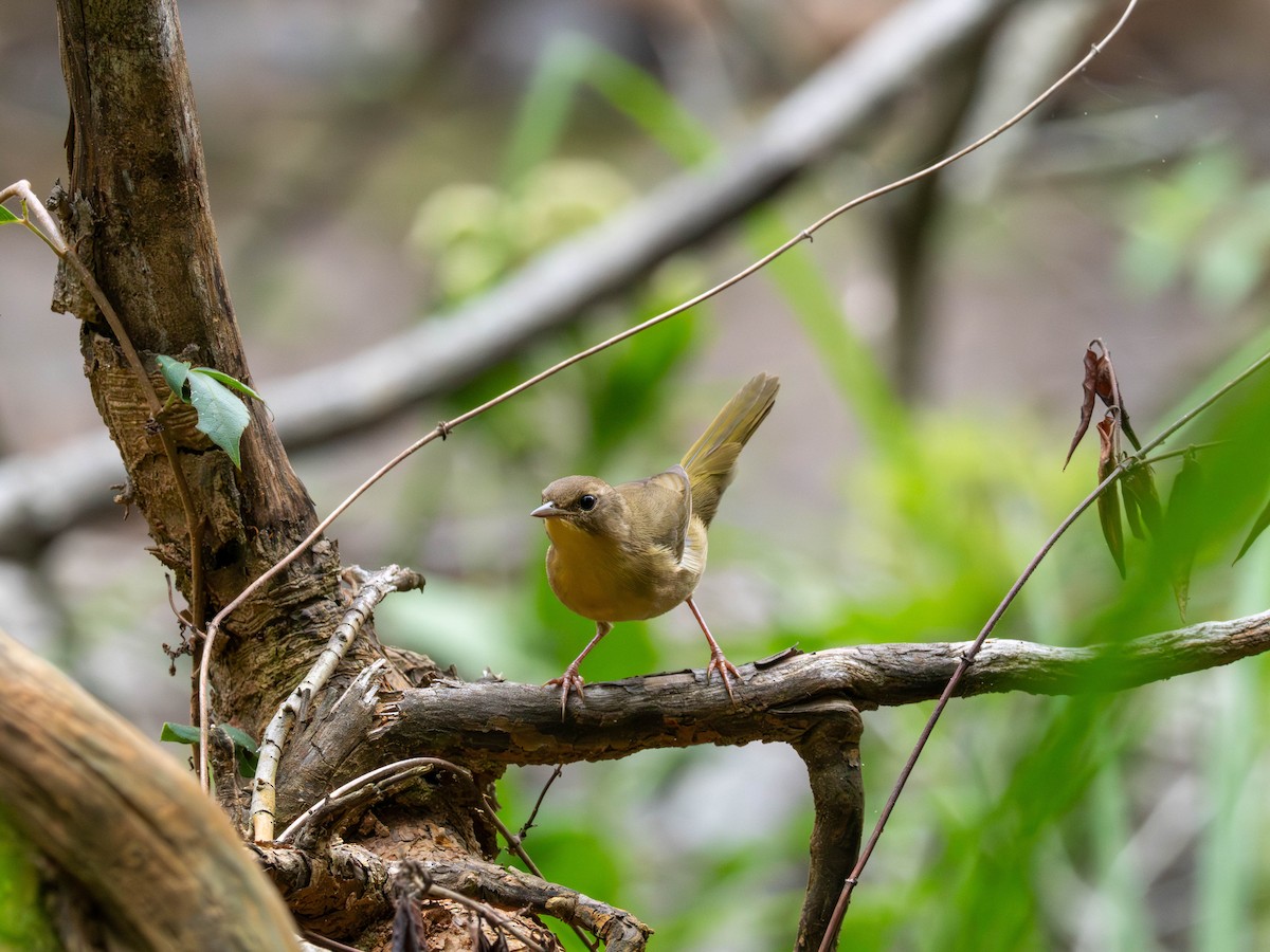 Common Yellowthroat - ML641859838
