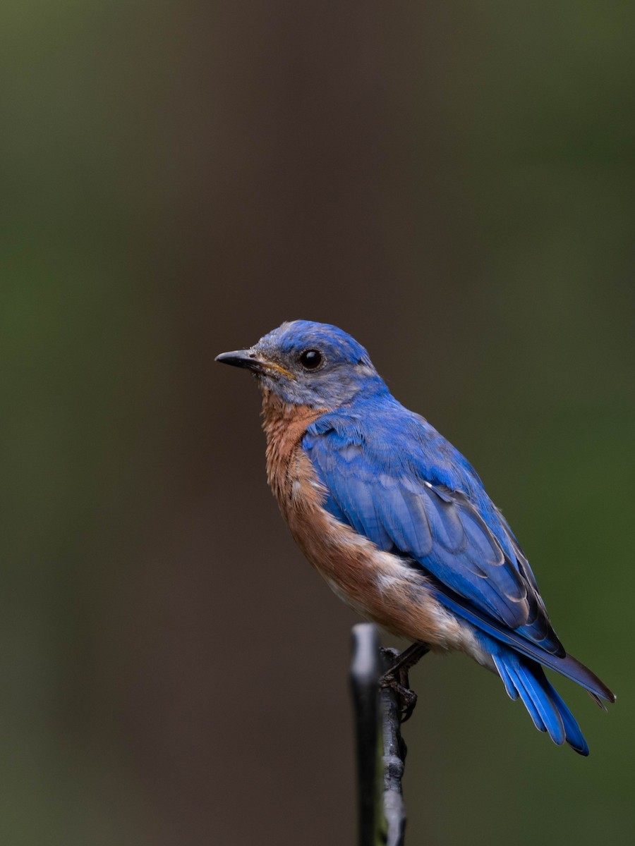 Eastern Bluebird - ML641859847
