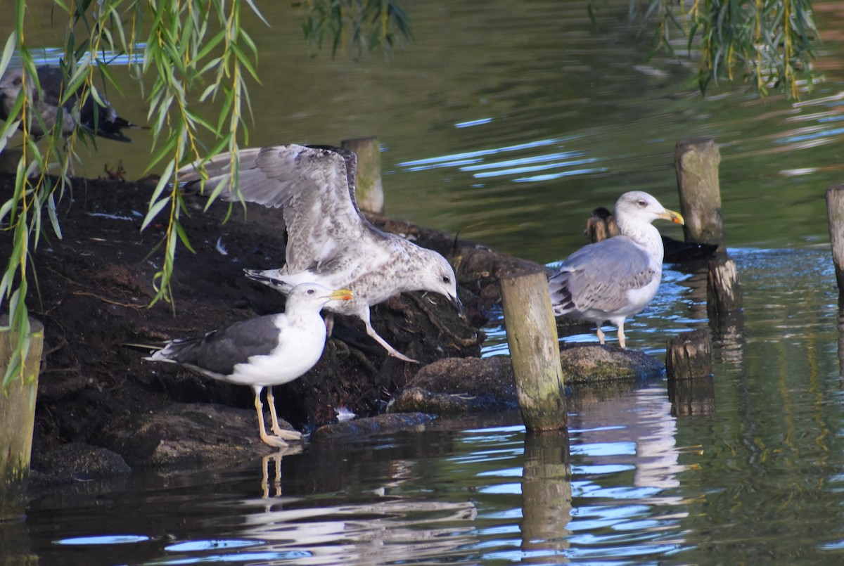 Yellow-legged Gull - ML641859849