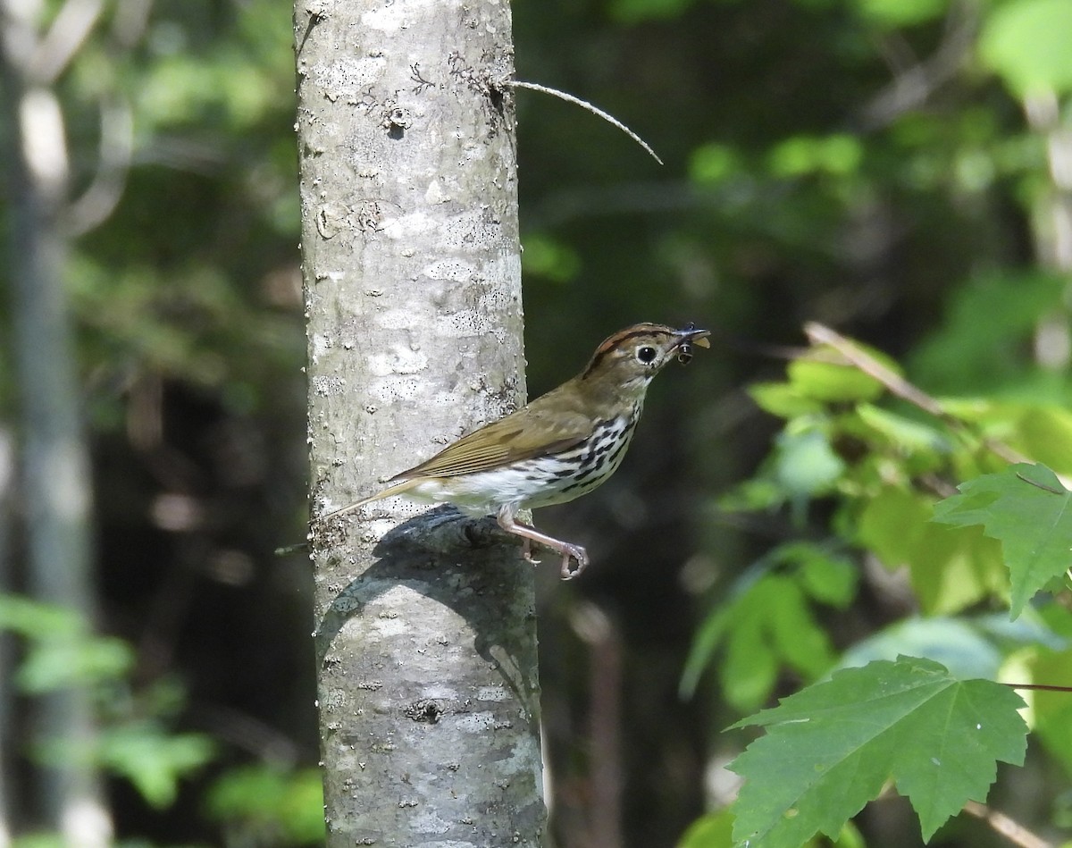 Ovenbird - ML641859850
