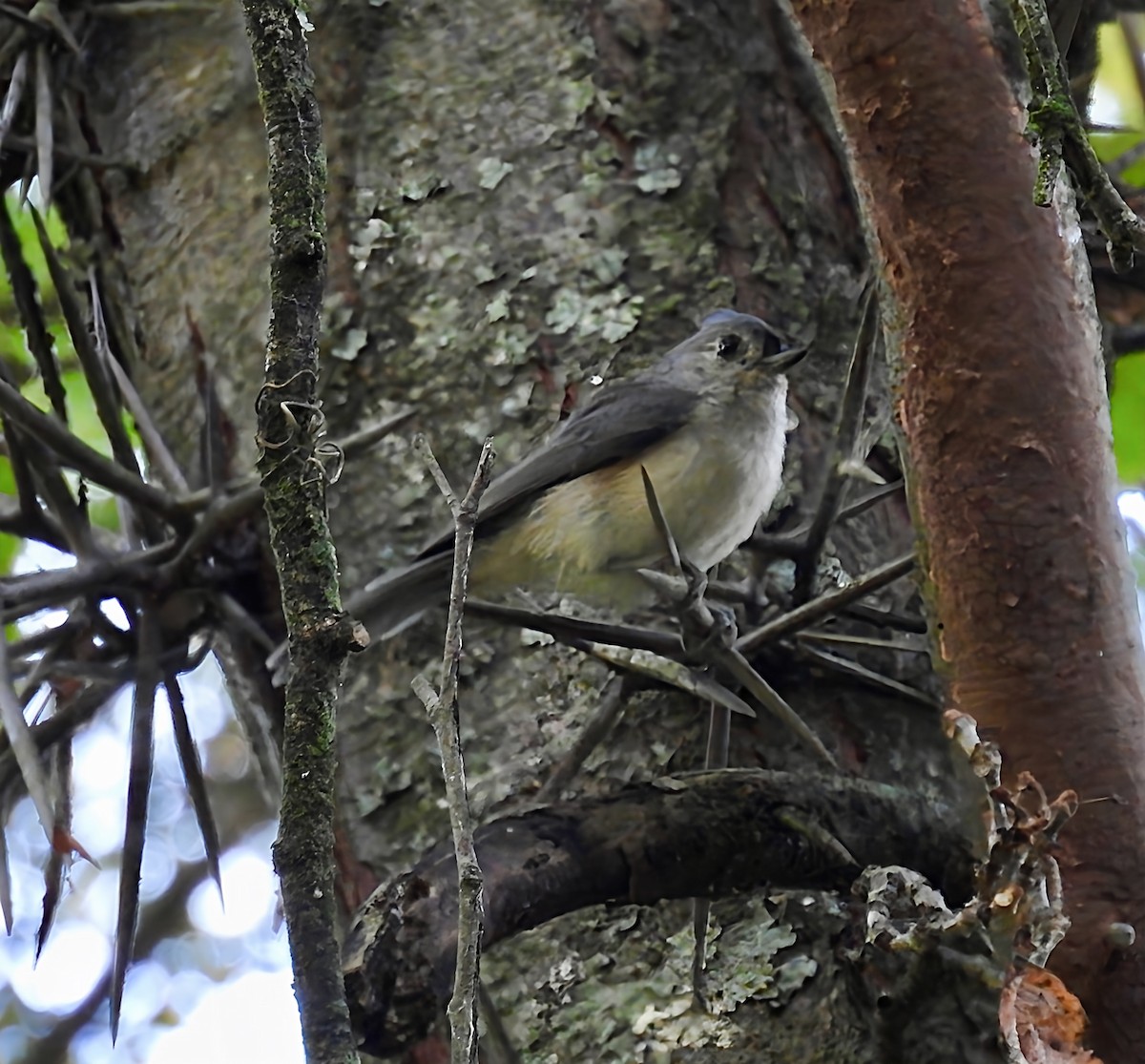 Tufted Titmouse - ML641859852