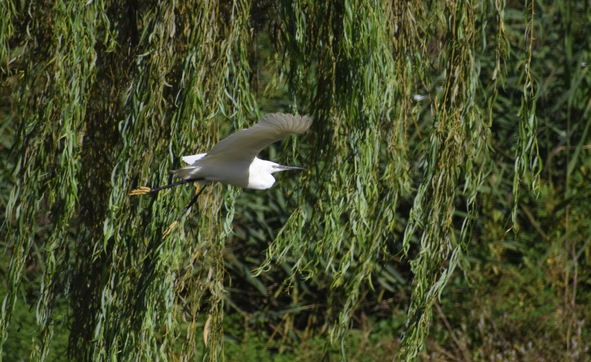 Little Egret - ML641859869