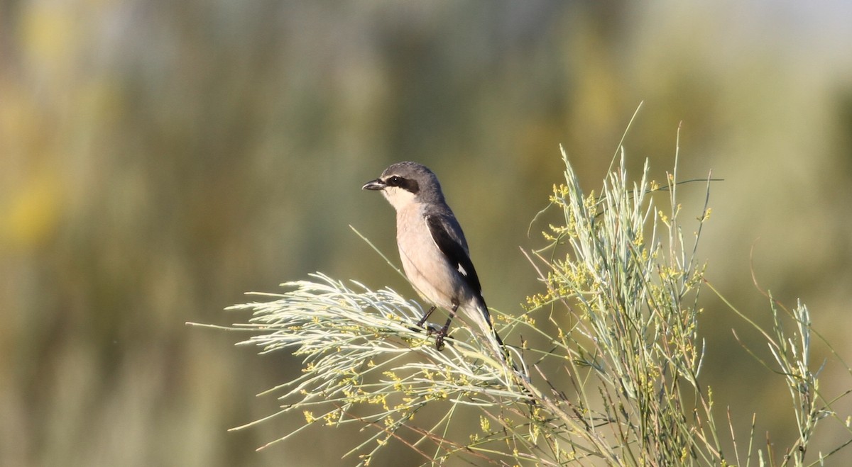 Iberian Gray Shrike - ML641859872