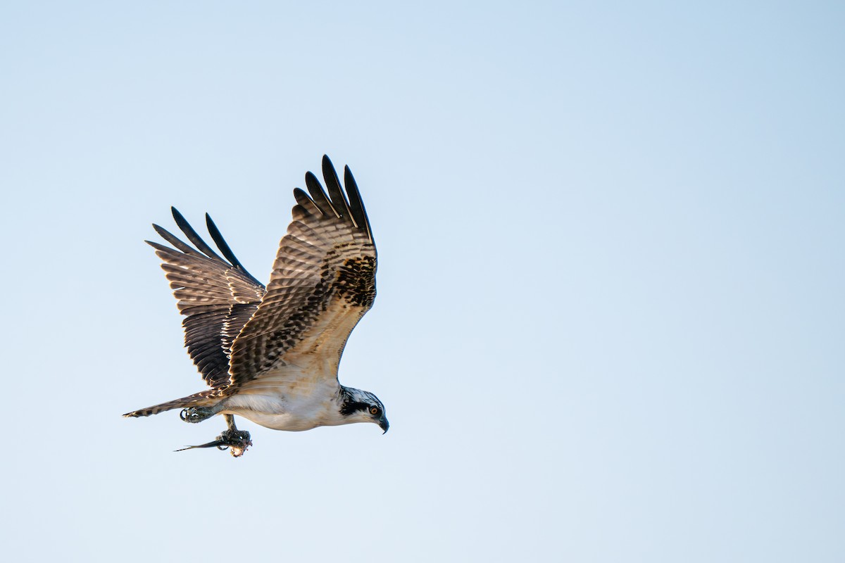 Osprey (American) - ML641859875