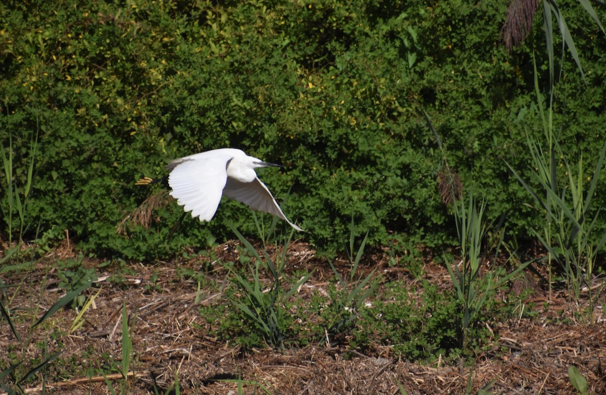 Little Egret - ML641859876