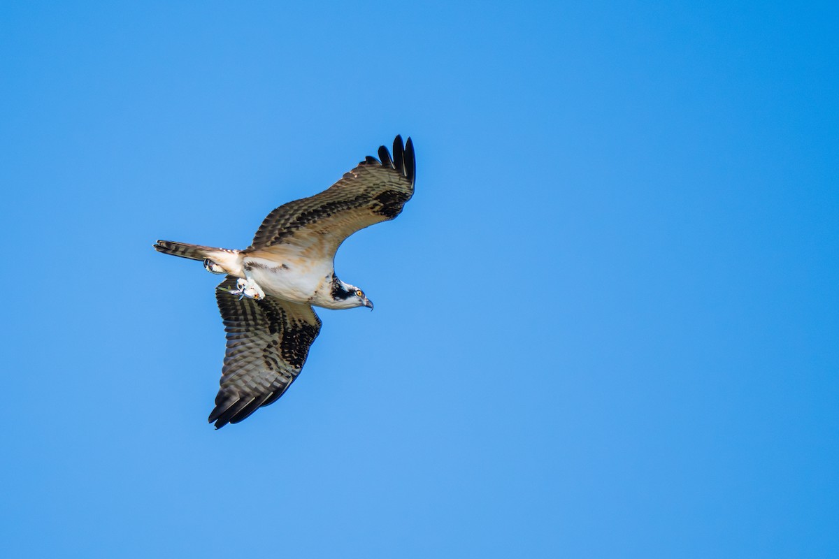 Osprey (American) - ML641859878