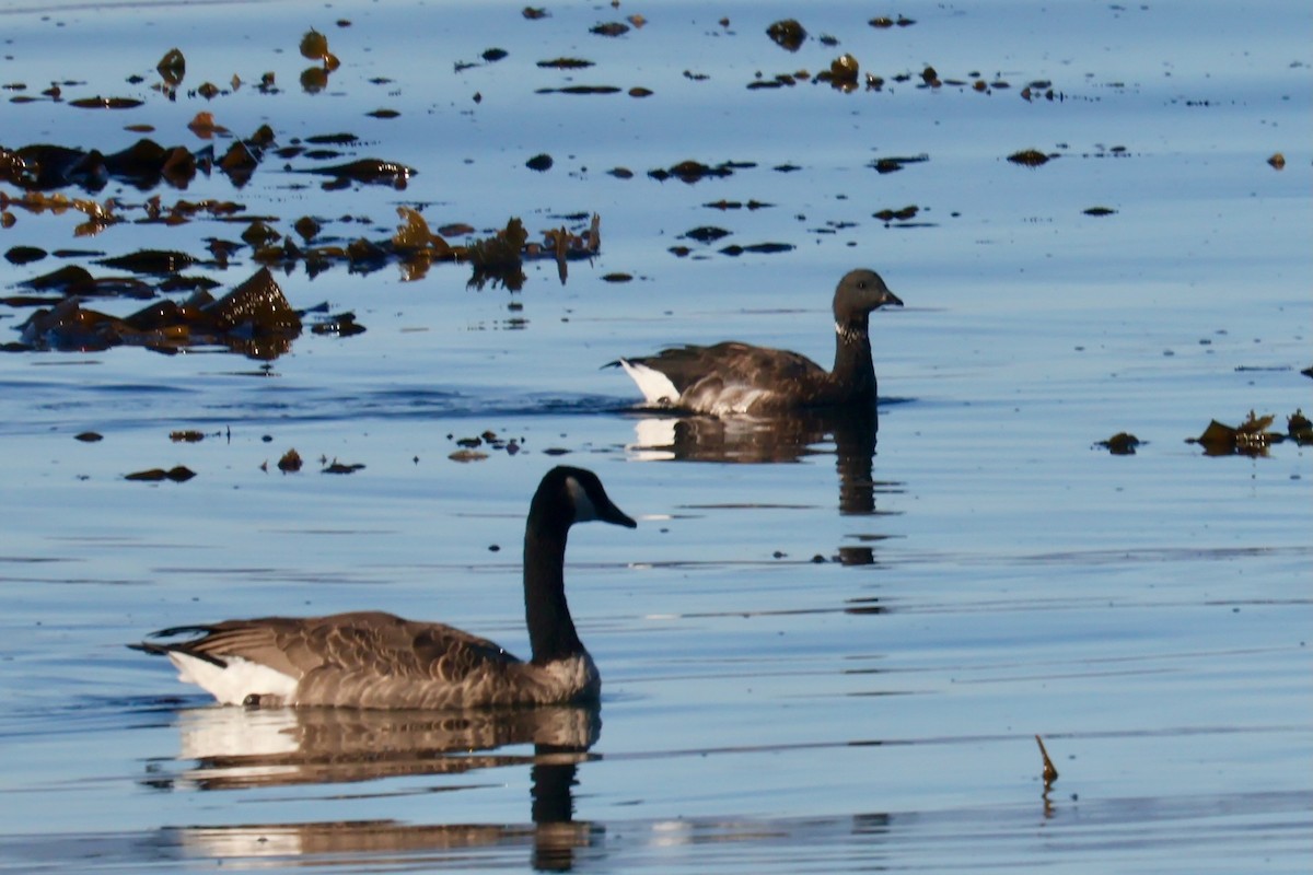 Brant - ML641859884