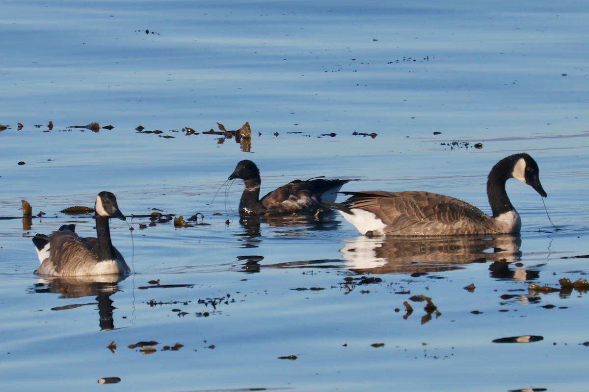 Brant - ML641859885