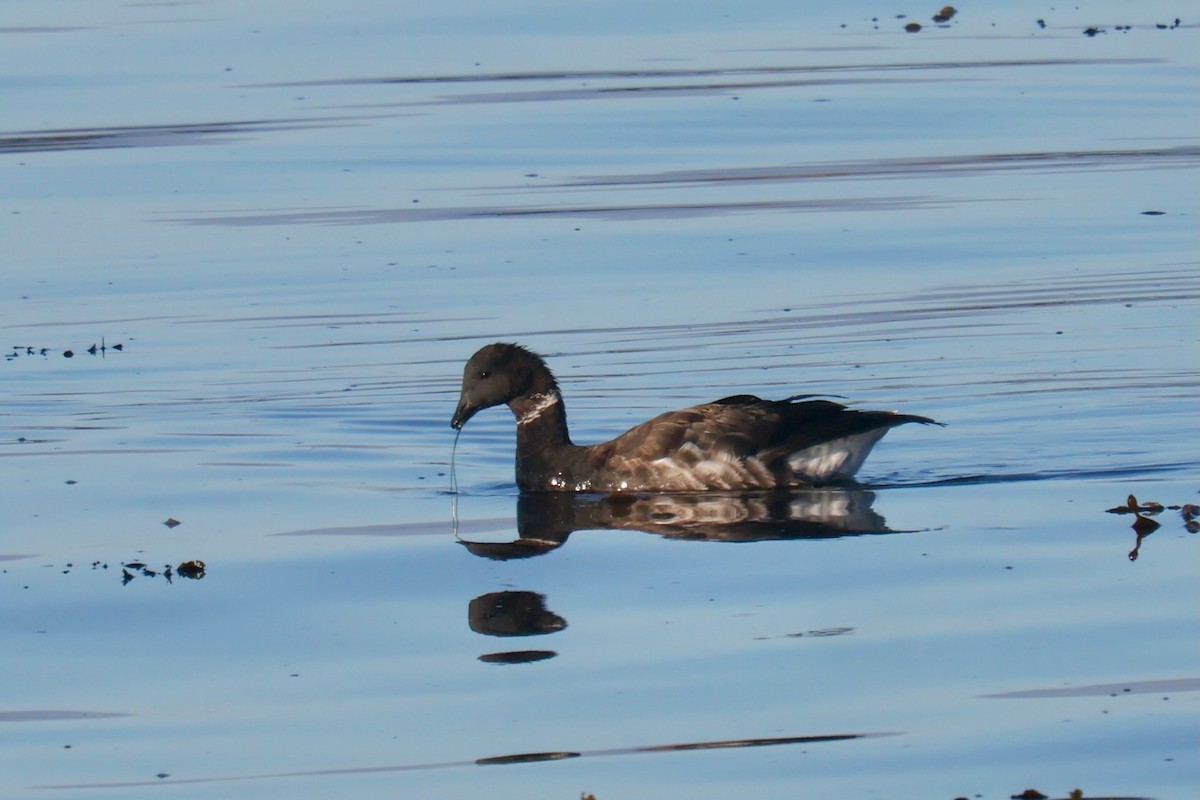 Brant - ML641859886