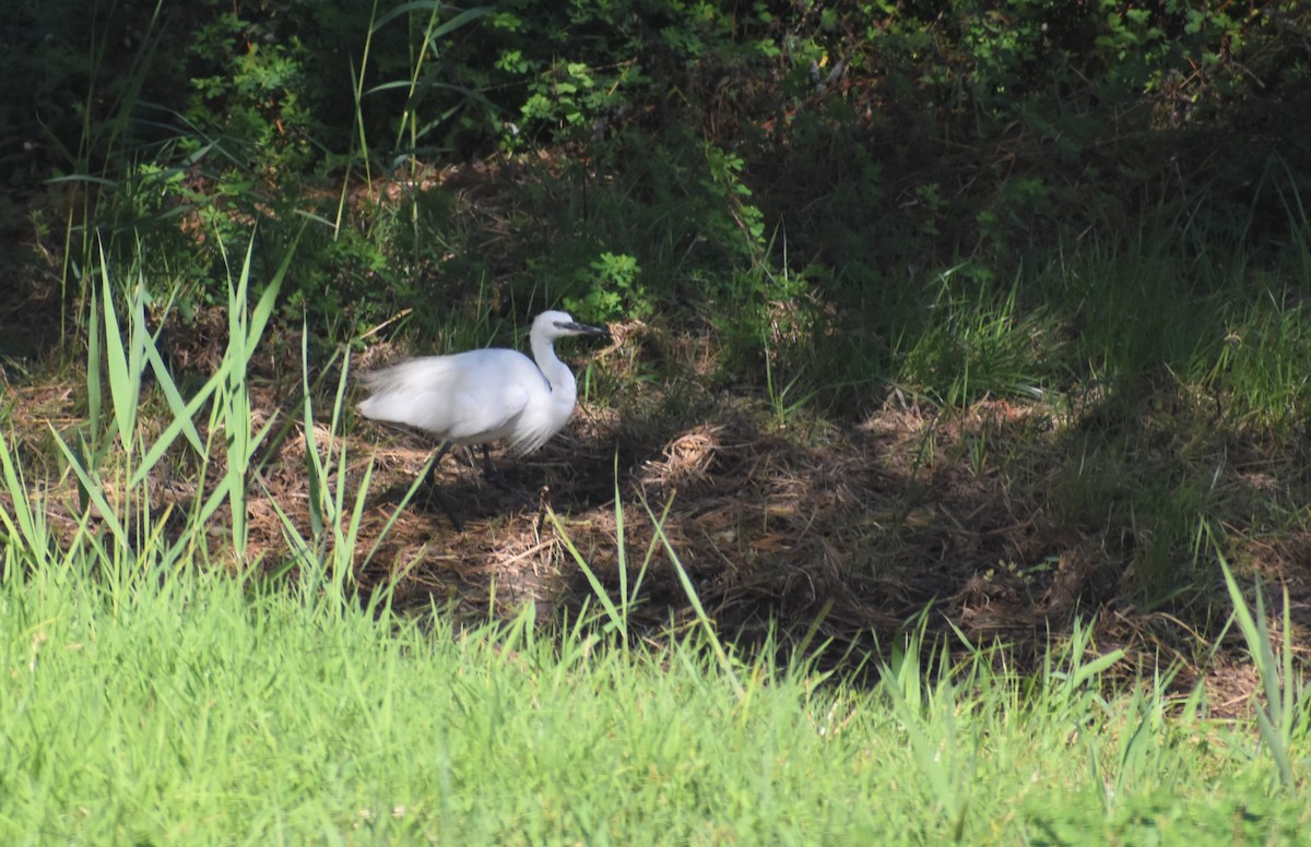 Little Egret - ML641859887