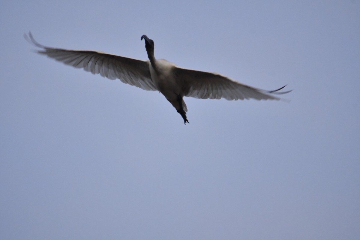 Black-headed Ibis - ML641859912