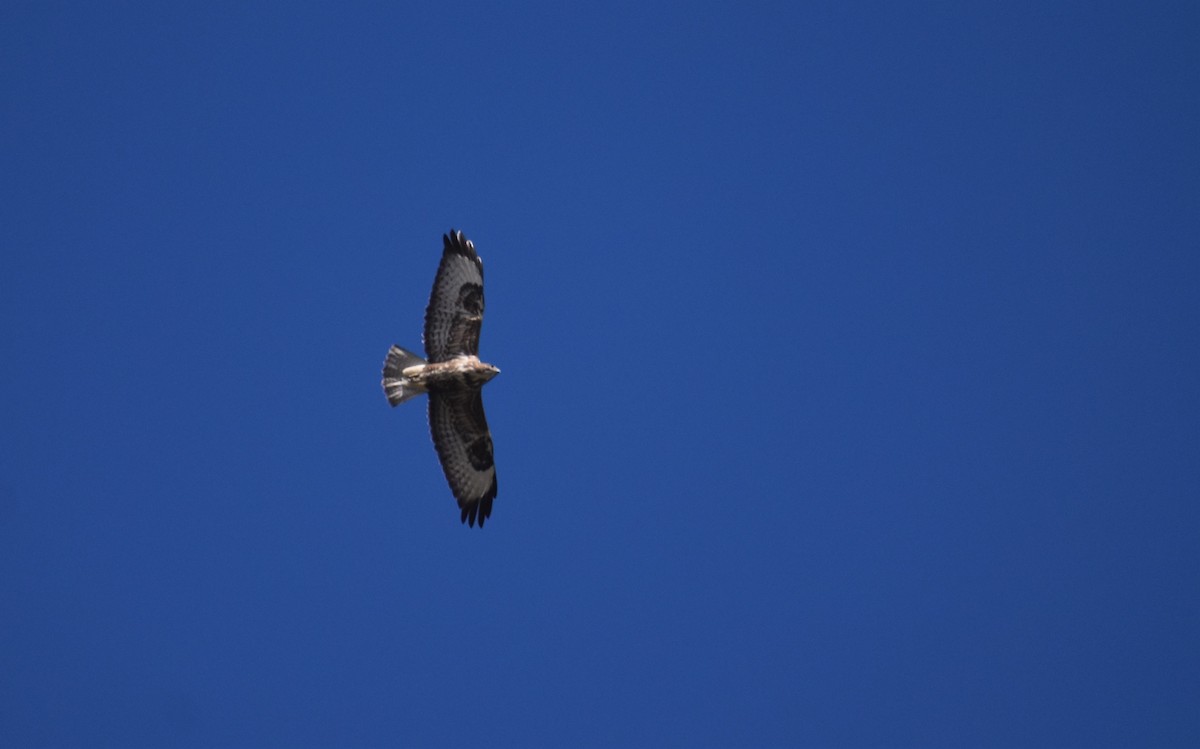 Common Buzzard - ML641859913