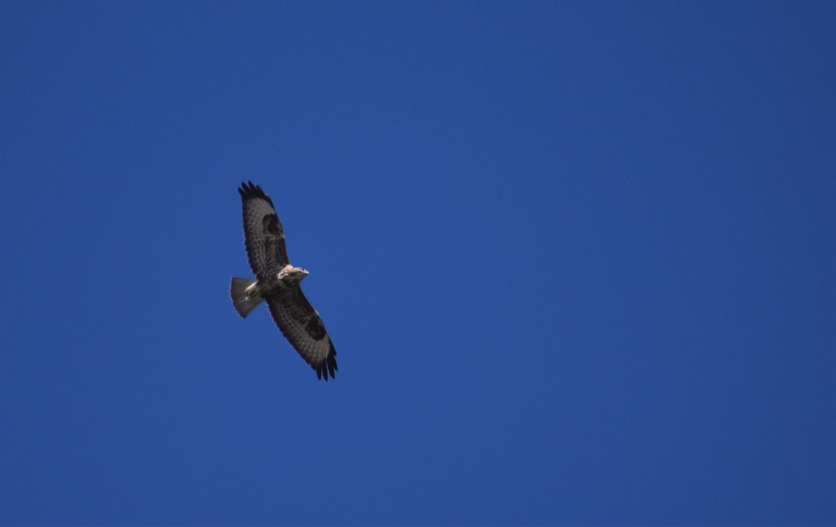 Common Buzzard - ML641859921