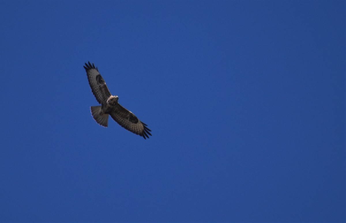 Common Buzzard - ML641859929
